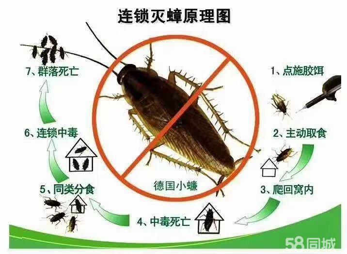 蟑螂消杀